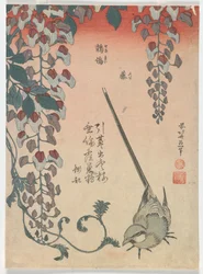 Pliszka i Wisteria, okres Edo, 1834 (kolorowy drzeworyt)