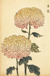 Hybryda złoto-różowa chryzantema pompon.,1893 (grawerunek)