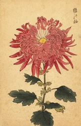 Hybrydowa różowa chryzantema piórkowa, 1893 (grawerunek)
