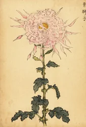 Hybrydowa różowa chryzantema pająka.,1893 (grawerunek)