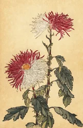 Hybrydowa fioletowo-biała chryzantema z lotkami.,1893 (grawerunek)