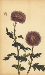 Hybrydowa fioletowa chryzantema.,1893 (grawerunek)