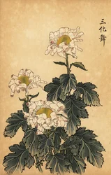 Hybryda biało-różowa chryzantema.,1893 (grawerunek)