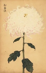 Hybryda biała chryzantema.,1893 (grawerunek)