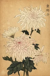 Hybrydowa biała chryzantema, Chrysanthemum indicum. ,1893 (grawerowanie)