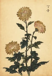 Hybryda żółta chryzantema.,1893 (grawerowanie)