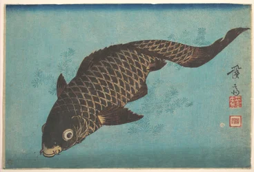Karp koi