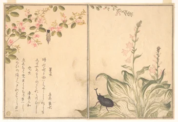 Gąsienica koszówki (Minomushi); chrząszcz nosorożec (Kabutomushi), z Ilustrowanej księgi pełzających stworzeń (Ehon mushi erami)