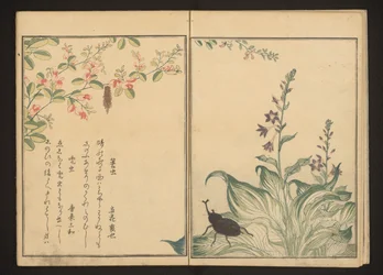 Basketworm i hełmiec na krzaczastych koniczynach i kwiacie kadzidłowca