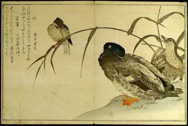 Myriad Birds: Konkurs Kyoka (Momo chidori kyoka awase)