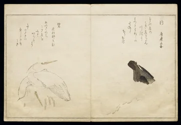 P.332-1946 Vol.1 f.4 Kormoran po prawej i dwie czaple śnieżne po lewej, z albumu „Ptaki porównywane w pieśniach humorystycznych”, 1791 (kolorowy drzeworyt)