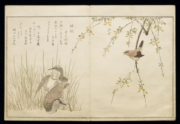 P.332-1946 Vol.1 f.5 Wren and a couple of Snipe, from an album 