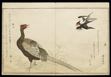 P.332-1946 Vol.1 f.6 Para jaskółek kominiarskich i zielonego bażanta, z albumu „Ptaki porównywane w pieśniach humorystycznych”, 1791 (kolorowy drzeworyt)