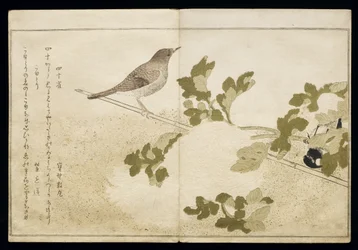 P.332-1946 Vol.2 f.2 Sikora mandżurska i rudzik, z albumu „Ptaki porównane w pieśniach humorystycznych”, 1791 (kolorowy drzeworyt)