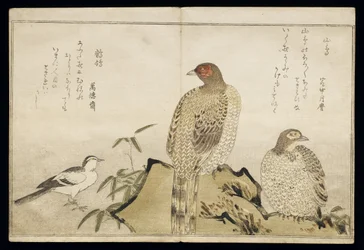 P.332-1946 Vol.2 f.3 Two Copper Pheasants and a Wagtail, from an album 