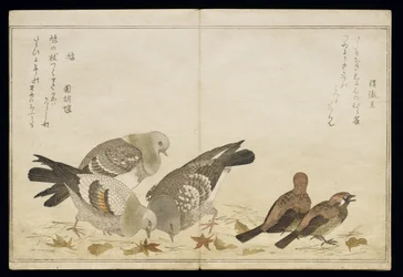P.332-1946 Vol.2 f.5 Trzy gołębie i dwie zięby, z albumu „Ptaki porównane w pieśniach humorystycznych”, 1791 (kolorowy drzeworyt)