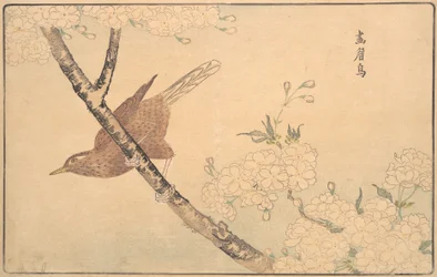 Szary drozd, 1789.
