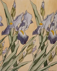 Irys, 1898
