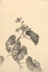 Oddział Begonia w Rozkwicie.