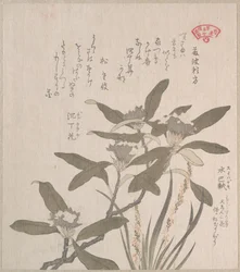 Daphne odora i Mojisuri-so