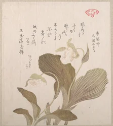 Kwiaty Hotei