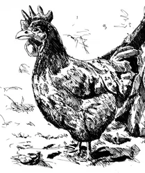 Ilustracja przedstawiająca kurę w rustykalnym stylu
