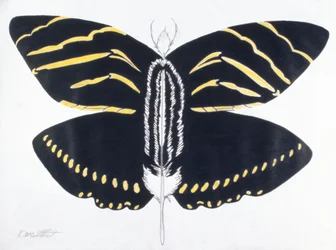 Feathered Butterfly, 2004 (kolorowy ołówek na papierze)