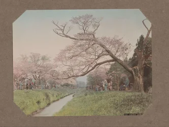 Ludzie i kwiaty wiśni po obu stronach strumienia w Koganei, Tokio, Japonia
