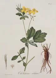 Chelidonium Majus z Photographie Medicale Josepha Roquesa (1772-1850), wydana w 1821 r.