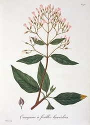 Cinchona z „Phytographie Medicale” Josepha Roquesa (1772-1850), opublikowana w 1821 r.