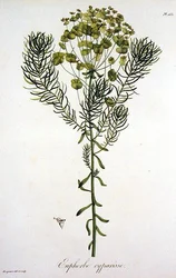 Euphorbia Cyparissias z „Phytographie Medicale” Josepha Roquesa (1772-1850), opublikowana w 1821 r. (rycina)