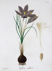 Krokus szafranowy, 1821 r.