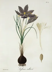 Szafran krokus z „Phytographie Medicale” Josepha Roquesa (1772-1850), opublikowana w 1821 r.