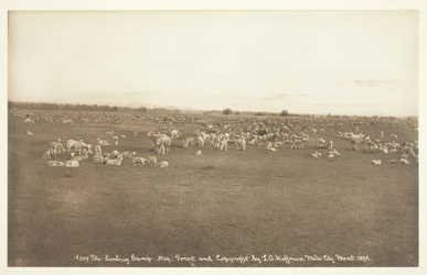 Obóz Lambing, 1894.