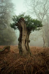 Ancient Bonsai, 2025 (zdjęcie ilustracyjne)