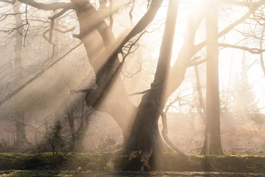Beautiful Beams, 2025 (zdjęcie ilustracyjne)