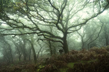 Canopy, 2024 (zdjęcie)
