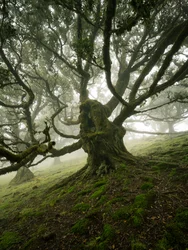 Canopy II, 2025 (zdjęcie)
