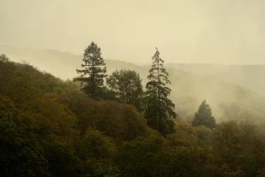 Cloud Forest III, 2024 r. (zdjęcie)