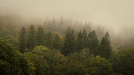 Cloud Forest II, 2024 r. (zdjęcie)