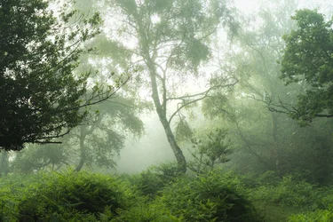 Echoes in Green, 2024 (zdjęcie ilustracyjne)