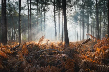 Fern  Fog, 2024 (zdjęcie)