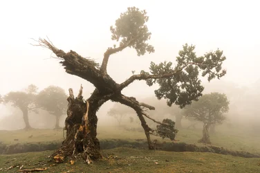 Fogborn, 2023 r. (zdjęcie)