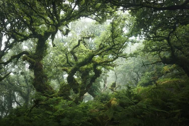 Nocturne Grove, 2020 (zdjęcie)