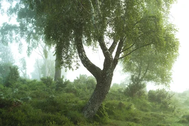 Tales of the Forest III, 2024 (zdjęcie)