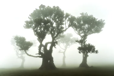 The Forest Remains, 2023 (zdjęcie)