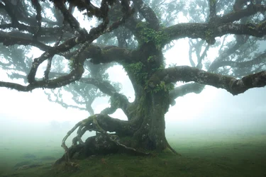 The Forest Remains IIII, 2023 (zdjęcie ilustracyjne)