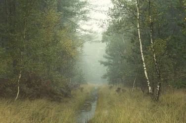 Drzewo słuchające, 2023 r. (zdjęcie)