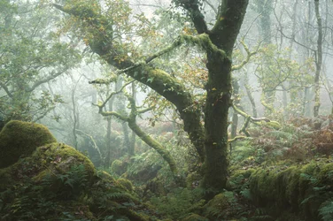 Where Moss Remembers, 2024 (zdjęcie)