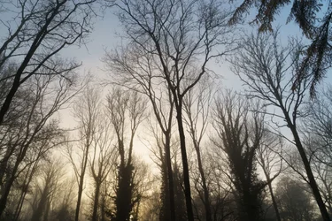 Woodland Reverie, 2023 (zdjęcie)